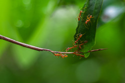 Teamwork in Nature