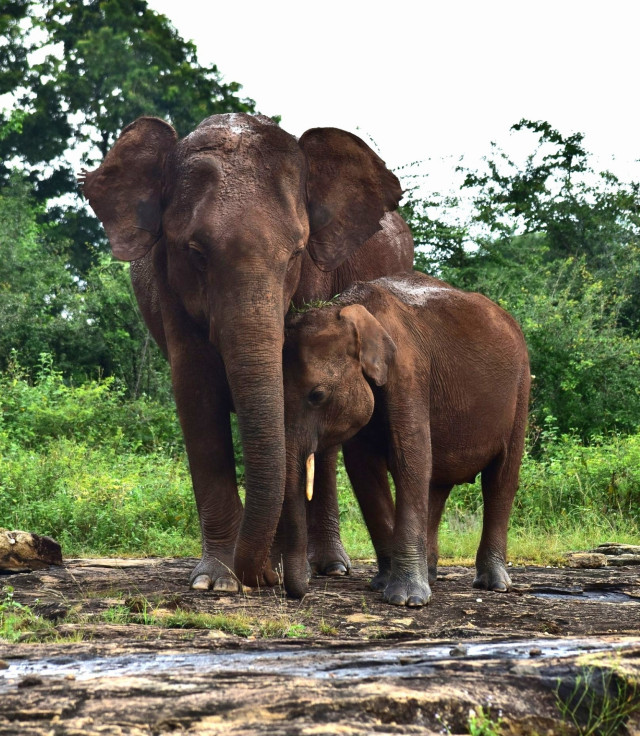 Mother's Love