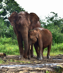 Mother's Love