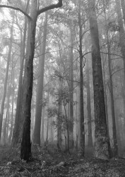 Through the mist
