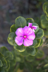 Not just a bloomed flower, but a piece of art work done by nature