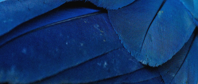 Blue Macaw
