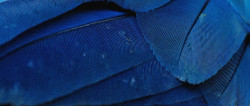 Blue Macaw