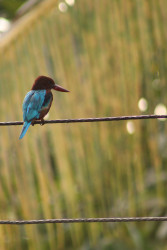 A kingfisher on a wire