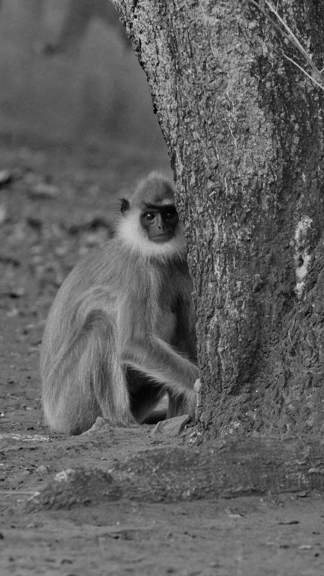 Monkey