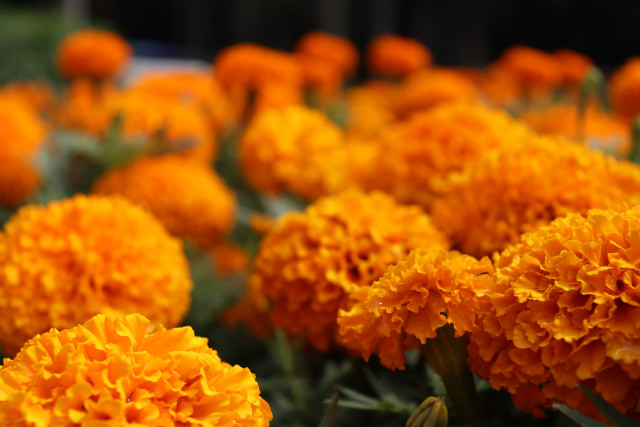 Golden blooms