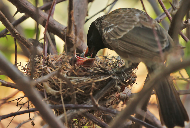 Mother On Duty