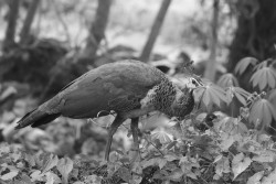 A Peafowl
