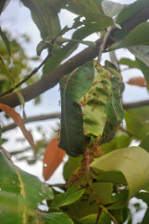 Nature's Murmurs