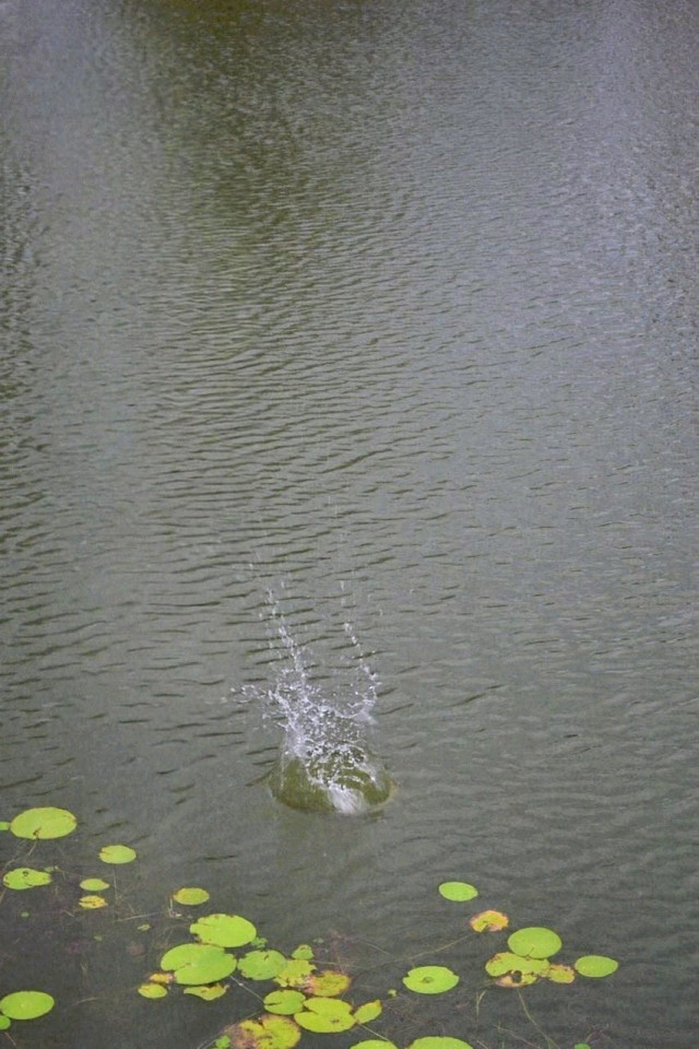 Echo of a drop