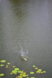 Echo of a drop