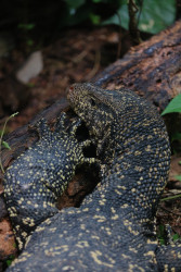 Regal Scales
