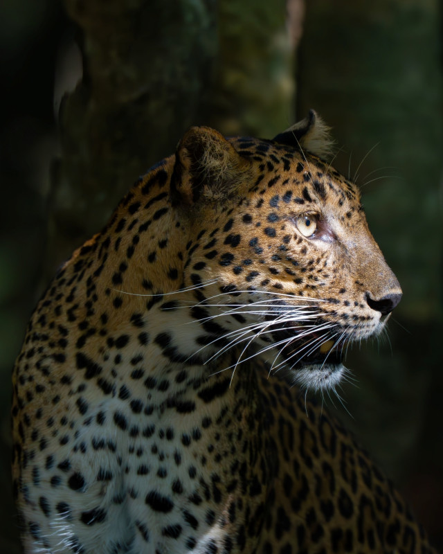 Wild beauty, spotted in gold.