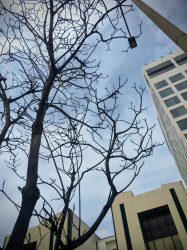 Roofs and Roots