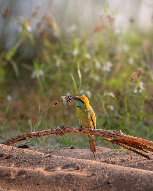 Small bird, Big catch.