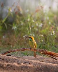 Small bird, Big catch.