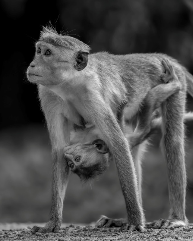 A mother’s arms are more comforting than anyone else’s.