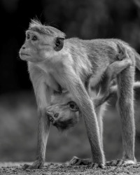 A mother’s arms are more comforting than anyone else’s.