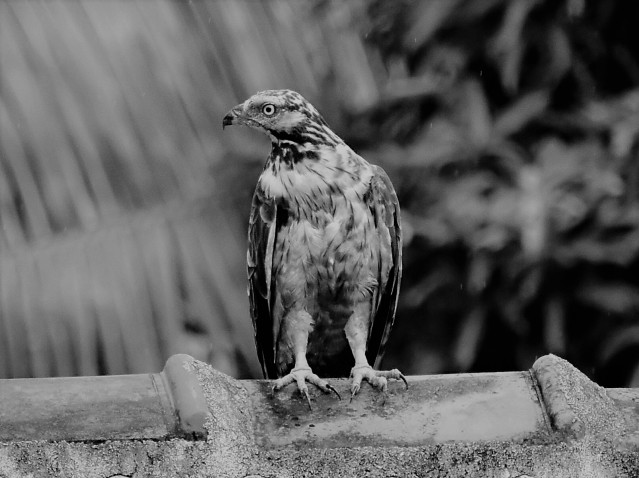 eagle