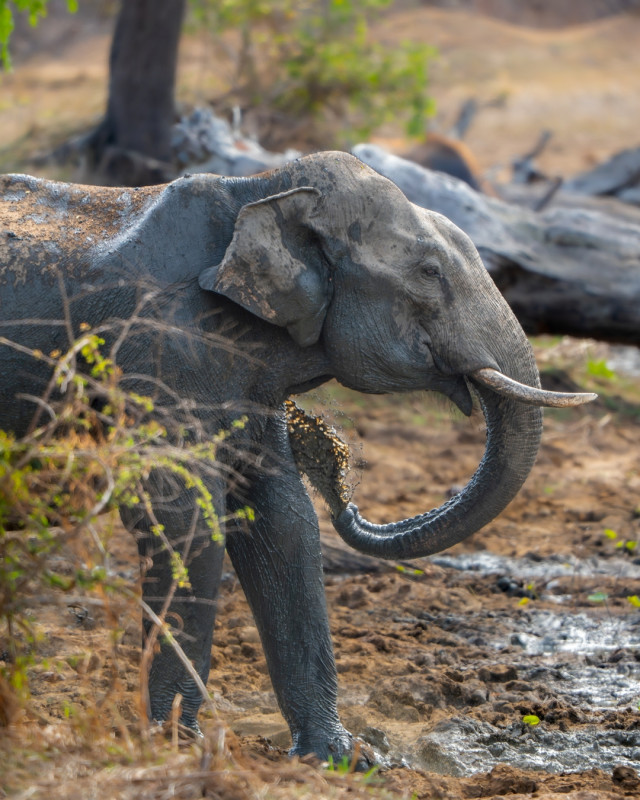 When nature burns with heat, animals cry in silence.
