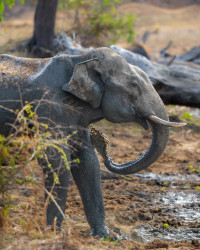 When nature burns with heat, animals cry in silence.