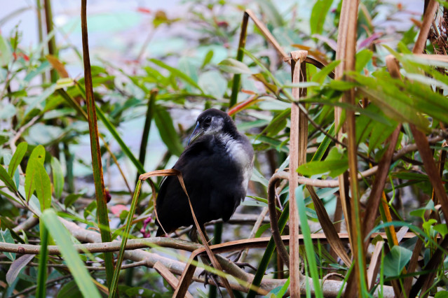 Bird by the lake