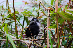 Bird by the lake
