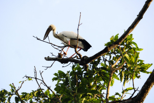 Stork on a branch