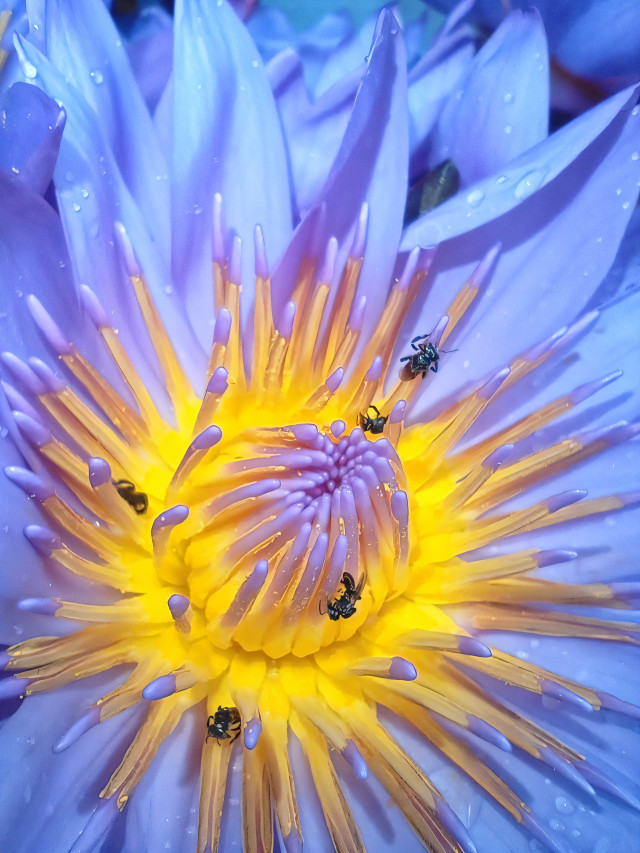 Vibrance Within