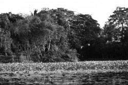 Lake view