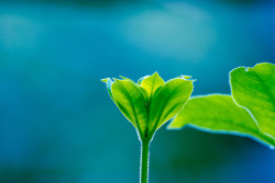 Tender shoots