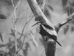 kingfisher