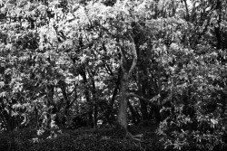 Tree in a forest