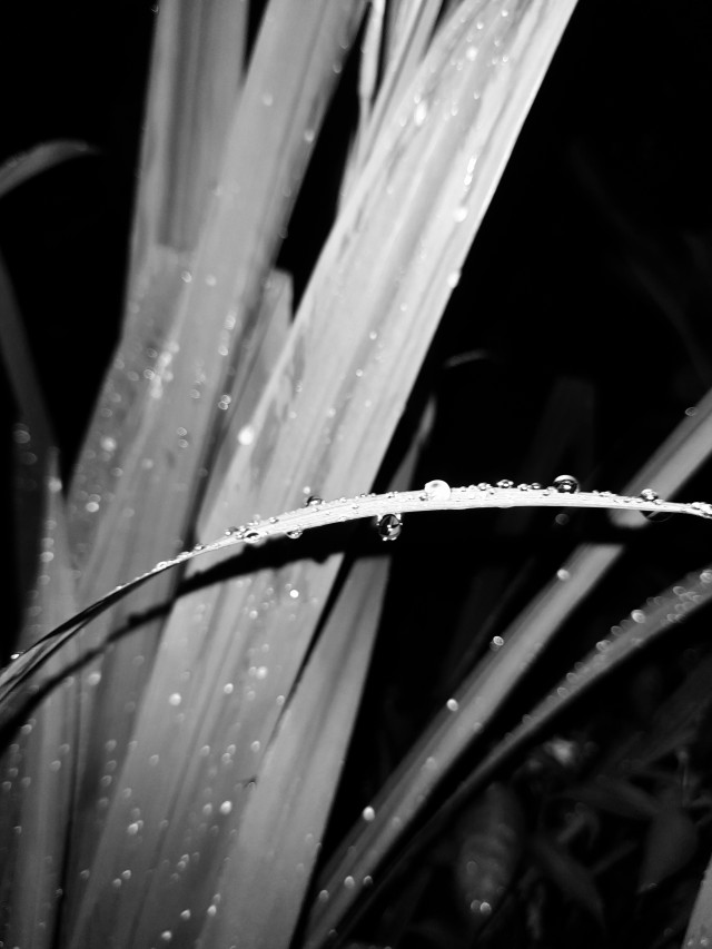 Leaves