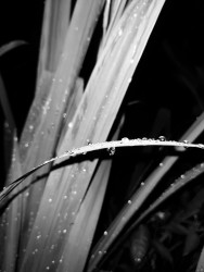 Leaves