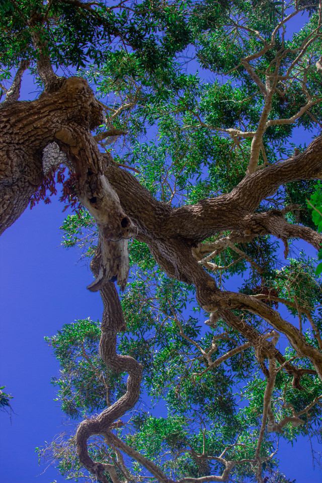 Nature's Sculpture Against Blue