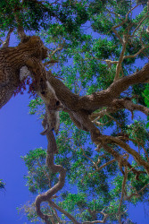 Nature's Sculpture Against Blue