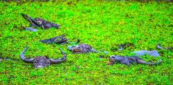 Emerging Stillness – Where the Wild Finds Peace