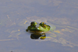 Frog