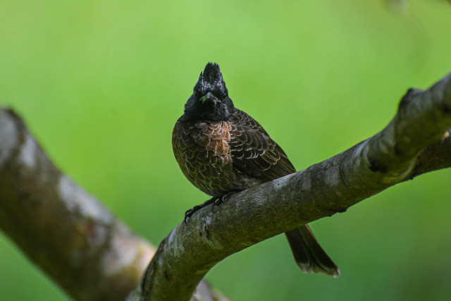 Eyes of Nature