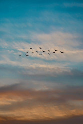 Sky Birds
