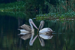 Mirror Of Nature