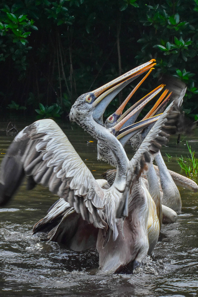 Pelican Ballet