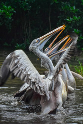 Pelican Ballet
