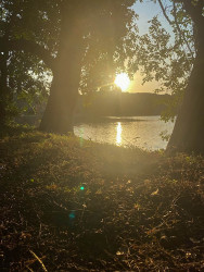 Golden Tranquility