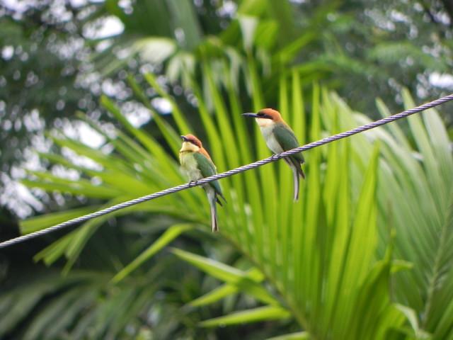 Couple