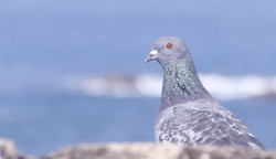 Sigma bird