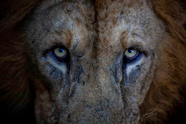 Eyes of Dominance