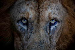 Eyes of Dominance