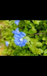 Softly, She Bloomed While Kissing the Sky